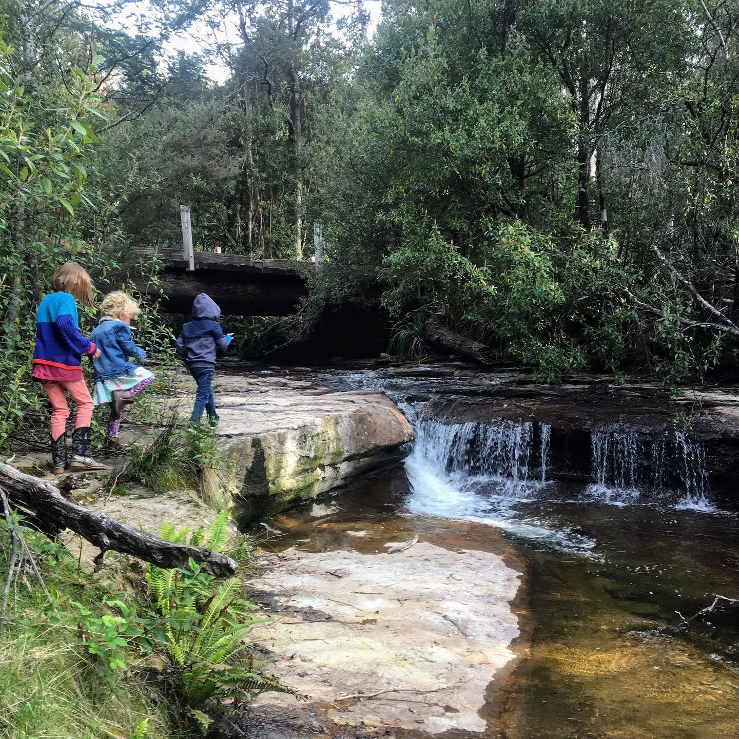 Children exploring beside a forest stream during Nature Club